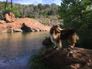 “Lassie Returns; The Hill Country Chronicles”
