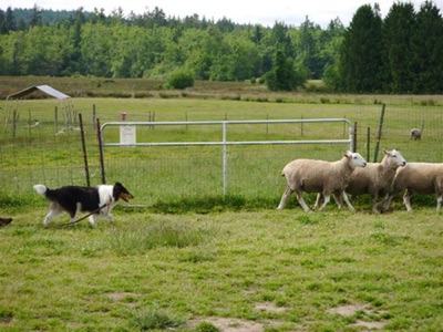 MessageHerding2013.jpg