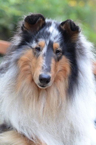 Eli photo by owner breeder CandaceHunter
