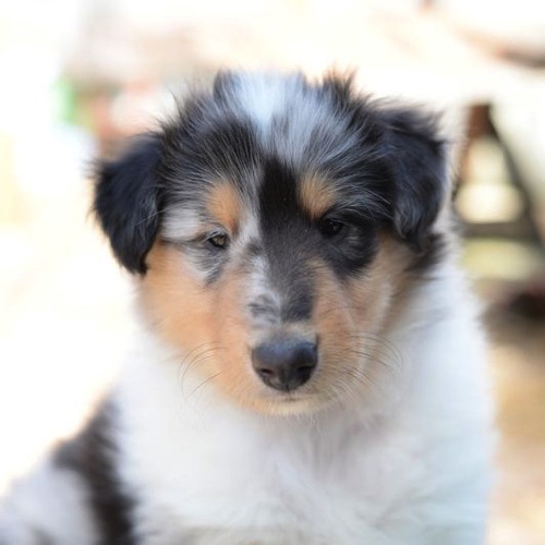 Eli photo by owner breeder CandaceHunter