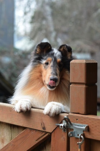 Eli photo by owner breeder CandaceHunter
