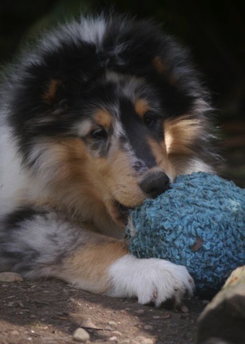 Eli photo by owner breeder CandaceHunter