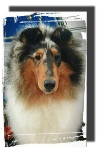 MessageKid Eli photo by owner breeder CandaceHunter