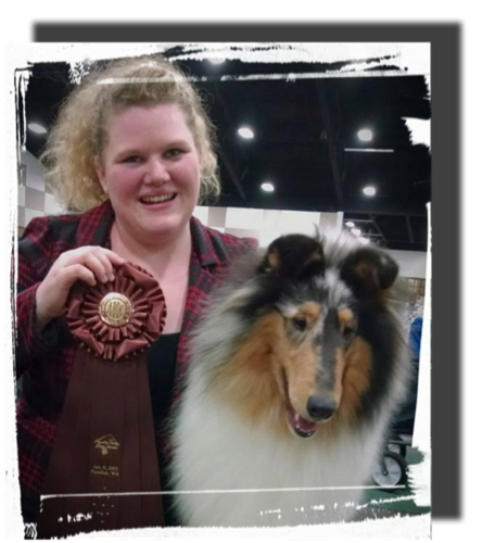 MessagePupAwardWinConformation photo by owner breeder CandaceHunter