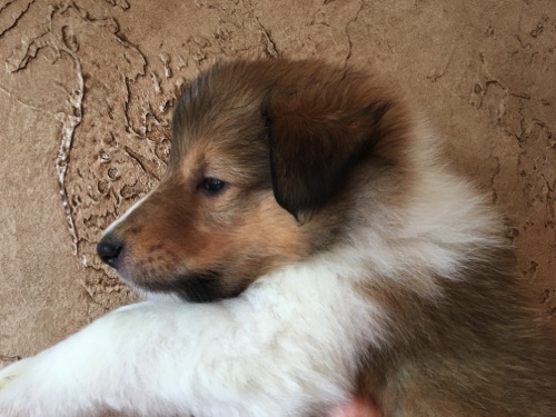 Thunder 5wks Thunder 5wks