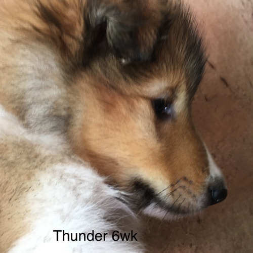 Thunder 6WK Thunder 6WK