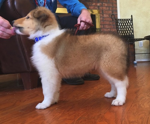 Thunder 8wk Thunder 8wk