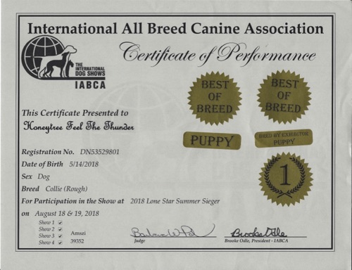 ThunderConformationCertificate20180818BestOfBreedBredByFirstPlace.jpg ThunderConformationCertificate20180818BestOfBreedBredByFirstPlace.jpg