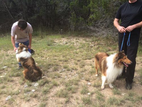HollywoodHoneytreeColliesBehindTheScenes08collie.jpg