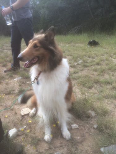 collieHollywoodHoneytreeColliesBehindTheScenes05collie.jpg