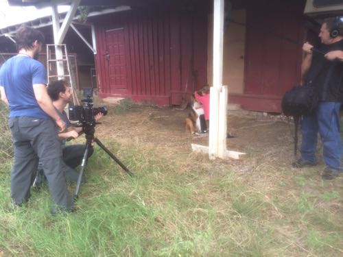 HollywoodHoneytreeColliesBehindTheScenes03collie.jpg