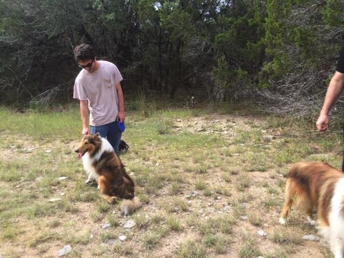 HollywoodHoneytreeColliesBehindTheScenes10collie.jpg