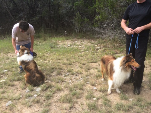 HollywoodHoneytreeColliesBehindTheScenes08collie.jpg