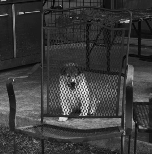 VoltagePhotoByDebraAmszi_PUP_3322.jpg