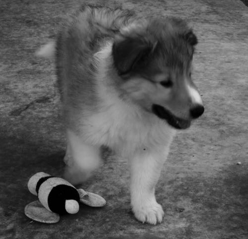 VoltagePhotoByDebraAmszi_PUP_3377-1.jpg