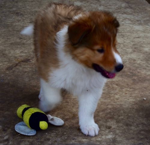 VoltagePhotoByDebraAmszi_PUP_3377.jpg