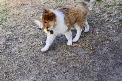 VoltagePhotoByDebraAmszi_PUP_4531.jpg