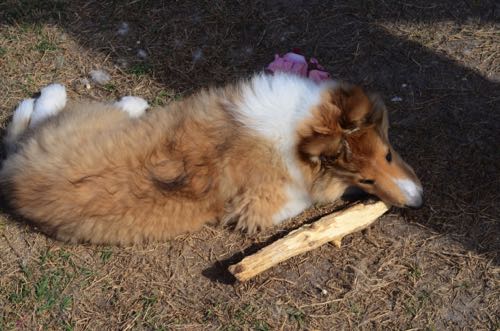 VoltagePhotoByDebraAmszi_PUP_4532.JPG