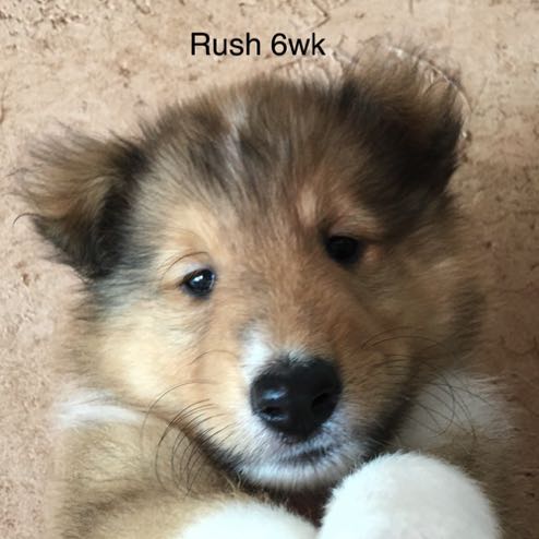 Rush 6WK