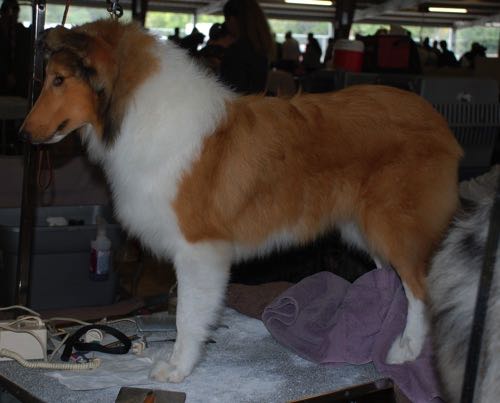 Ginger20091108HoneytreeDarkGingerDogShow2.JPG_g8it28.jpg