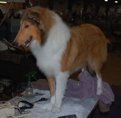 Ginger20091108HoneytreeDarkGingerDogShow4_g8it29.jpg